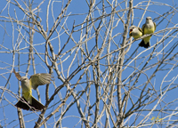 Western Kingbirds